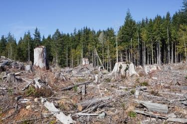 Nạn phá rừng vẫn hiện hữu ở nhiều nơi (Nguồn: Internet)