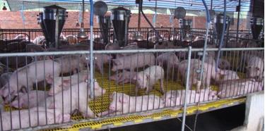 Các cơ sở chăn nuôi lợn ở  Đồng Nai khi tái đàn phải đảm bảo đầy đủ các tiêu chuẩn về an toàn sinh học. Ảnh: ITN
